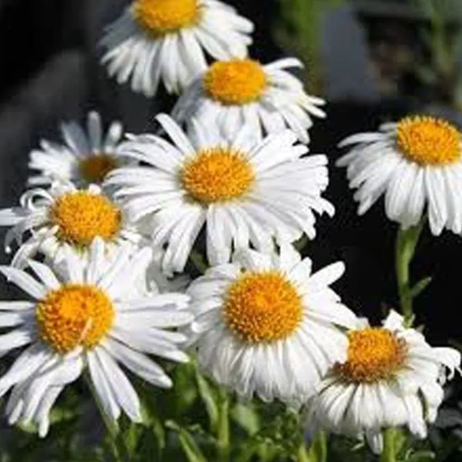 6 x Alpen-Aster 'Albus' Aster alpinus Topf 9cm Weiße Blüten