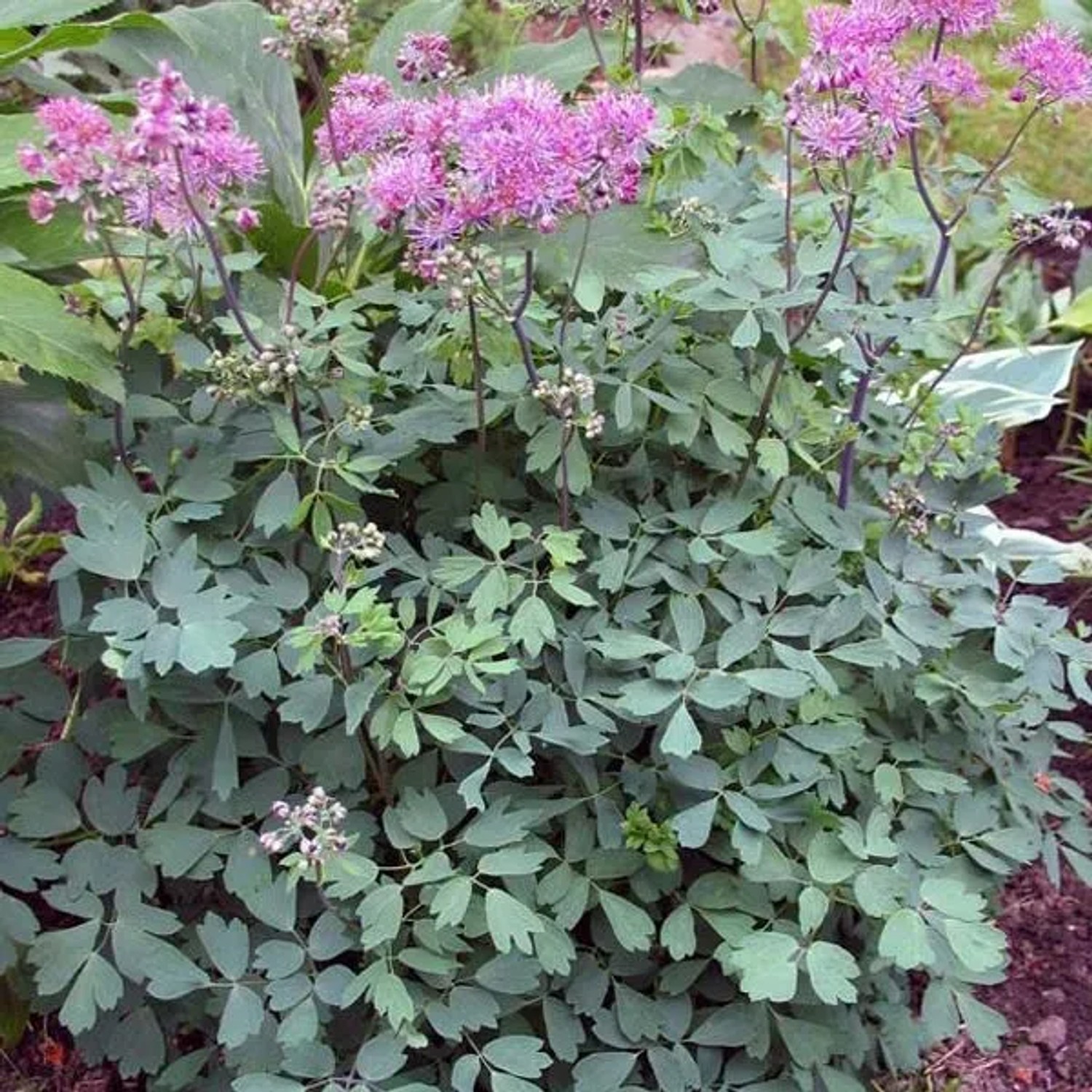6 x Wiesenraute 'Thundercloud' Thalictrum aquilegiifolium Topf 9cm Beetpflanze