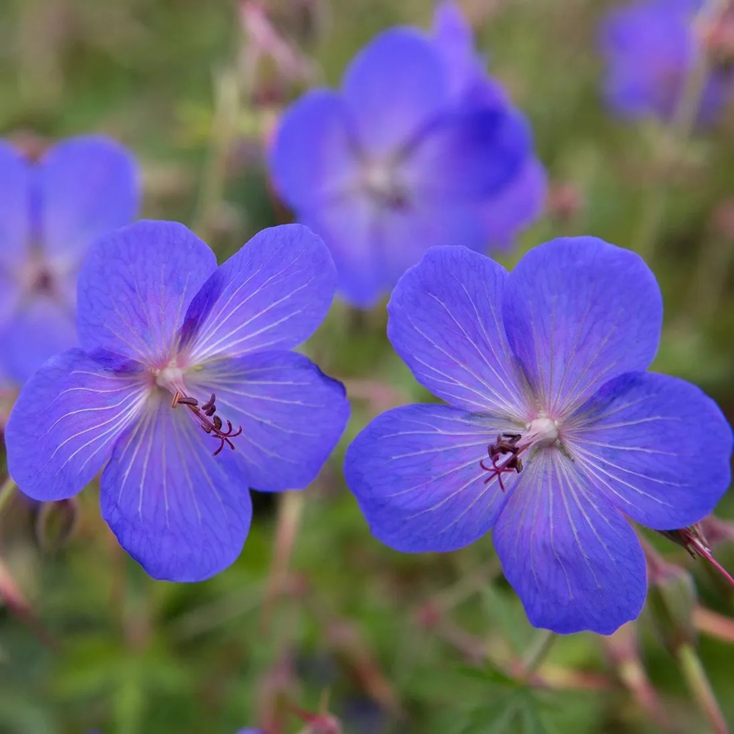 6 x Storchschnabel 'Johnson's Blue' Geranium Topf 9cm Blaue Blüten