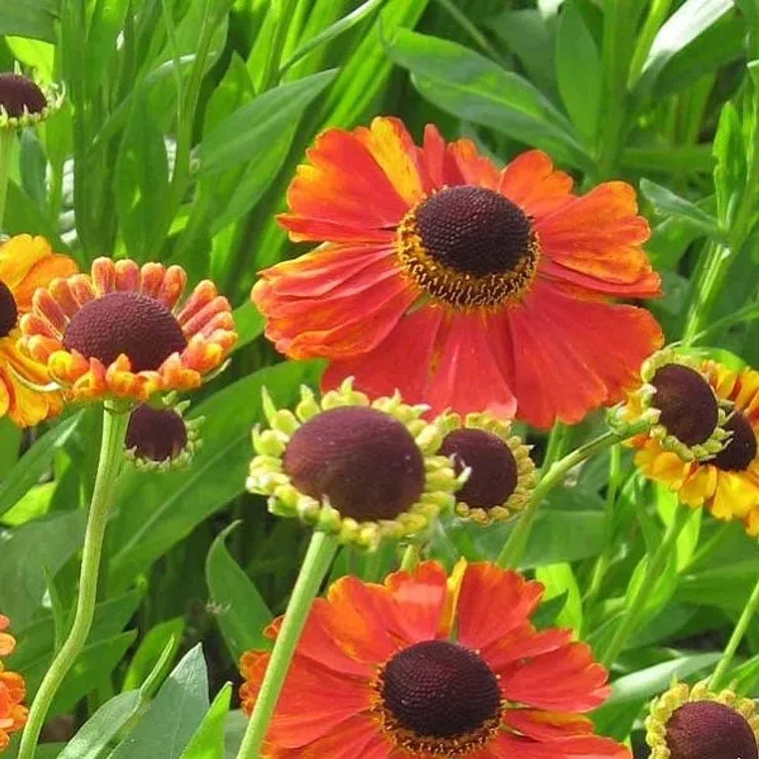 6 x Sonnenbraut 'Rubinzwerg' Helenium Topf 9cm Rotbraune Blüten