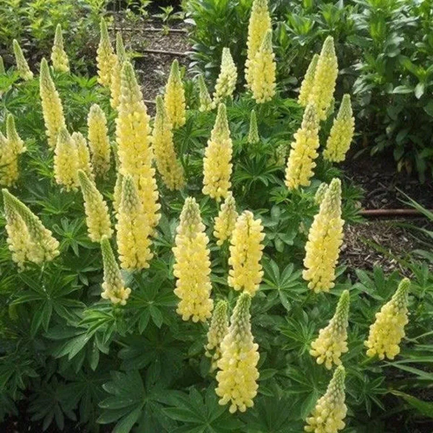 6 x Lupine 'Chandelier' Lupinus Topf 9cm Gelbe Blüten