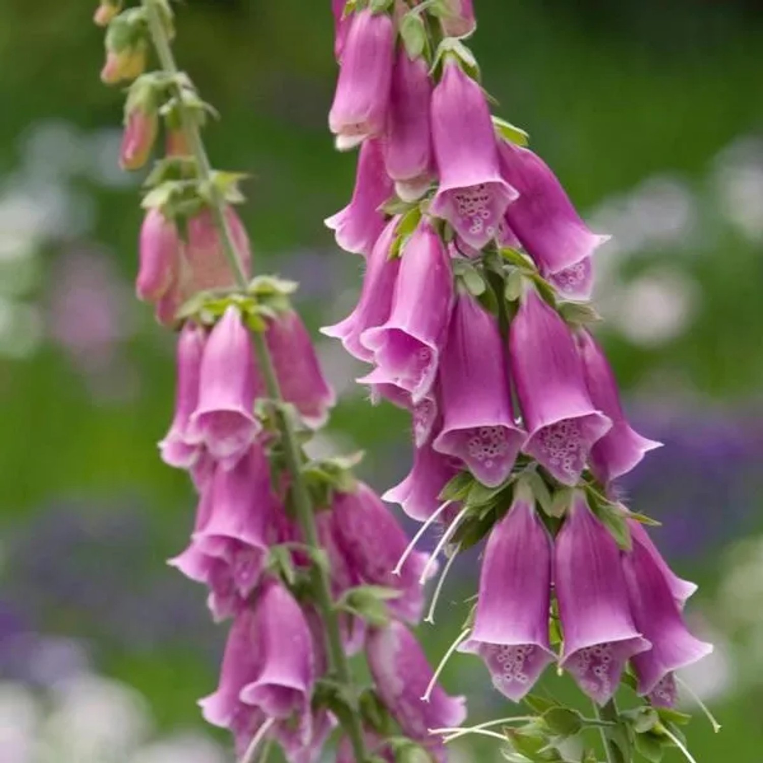 6 x Fingerhut Digitalis purpurea Topf 9cm Glockenförmige Blüten