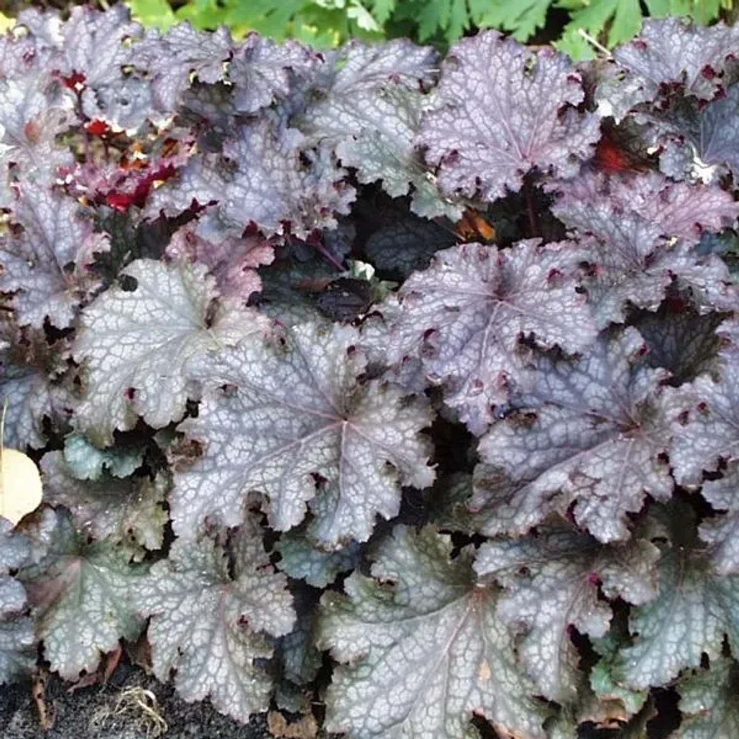 6 x Purpurglöckchen 'Pewter Moon' Heuchera Topf 9cm Silbriges Laub