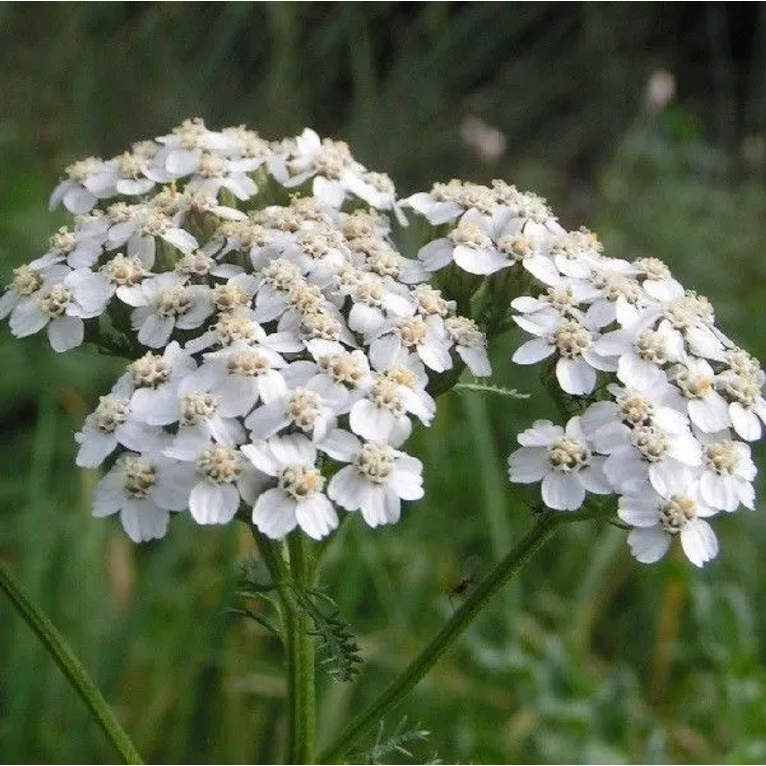 6 x Schafgarbe 'Weisses Wunder' Achillea millefolium Topf 9cm Kompakt