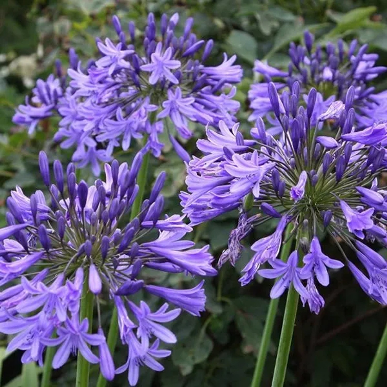 6 x Afrikanische Schmucklilie 'Blue Triumphator' Agapanthus Topf 9cm Wunderschöne Blaue Blumen