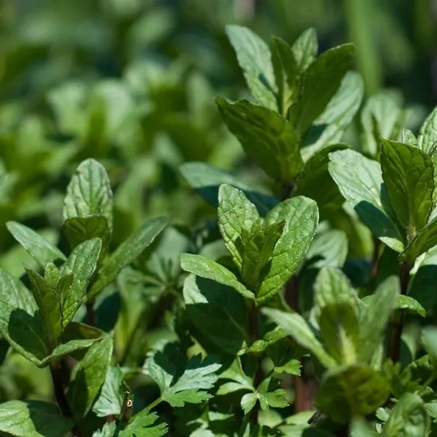 6 x Pfefferminze Mentha piperita Topf 9cm Aromatisch