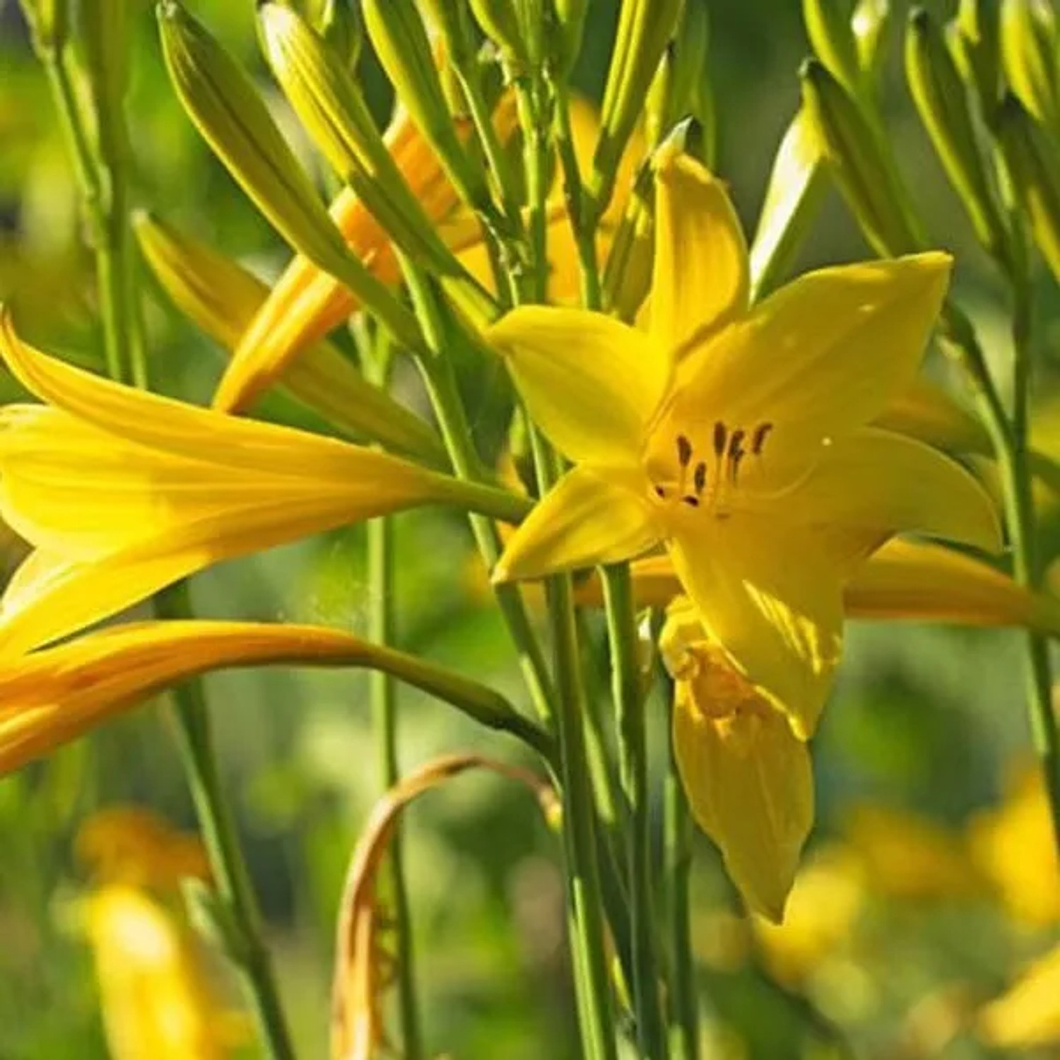 6 x Frühe Taglilie Hemerocallis,ilioasphodelus Topf 9cm Gelbe Blüten