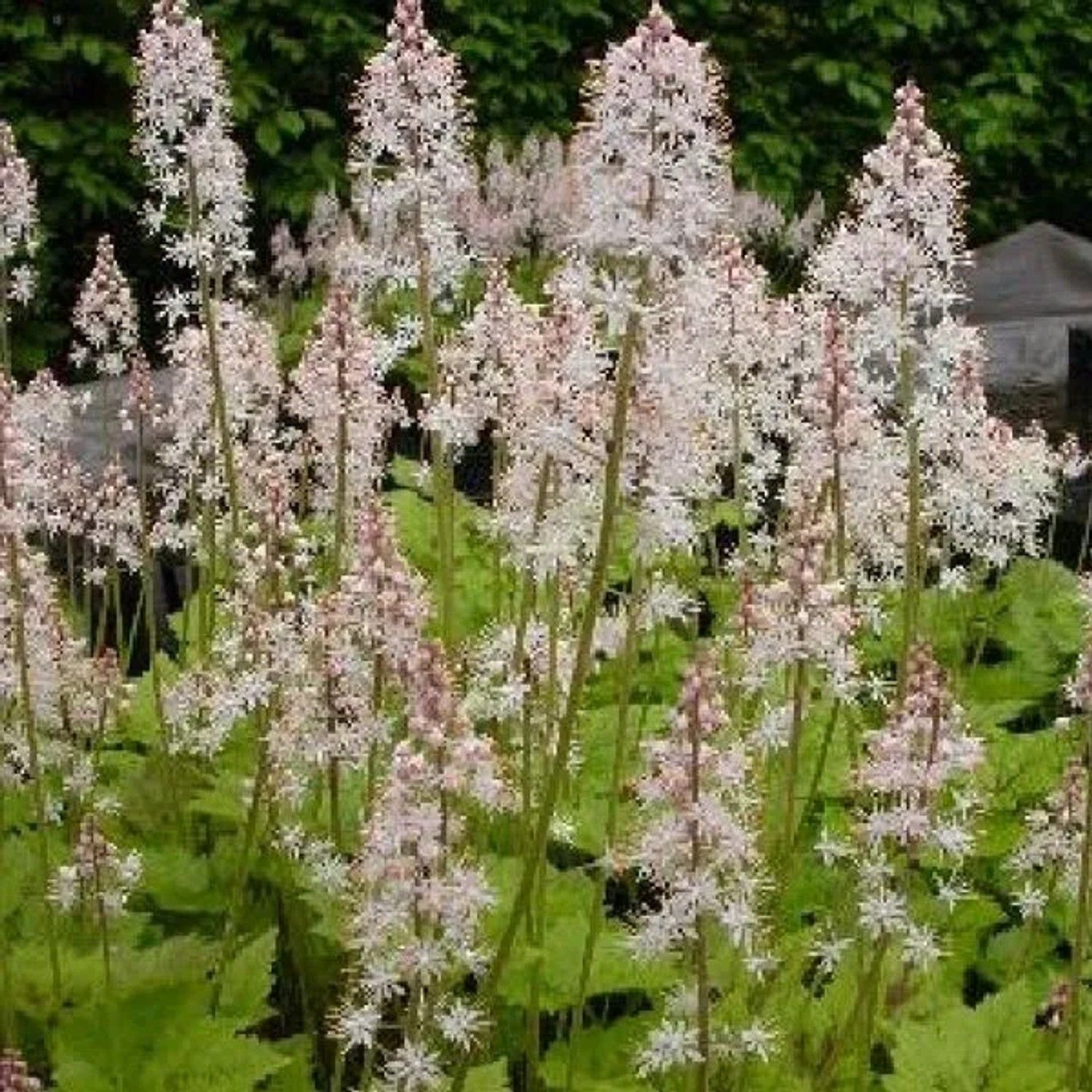 6 x Schaumblüte 'Tiger Stripe' Tiarella Topf 9cm Immergrün