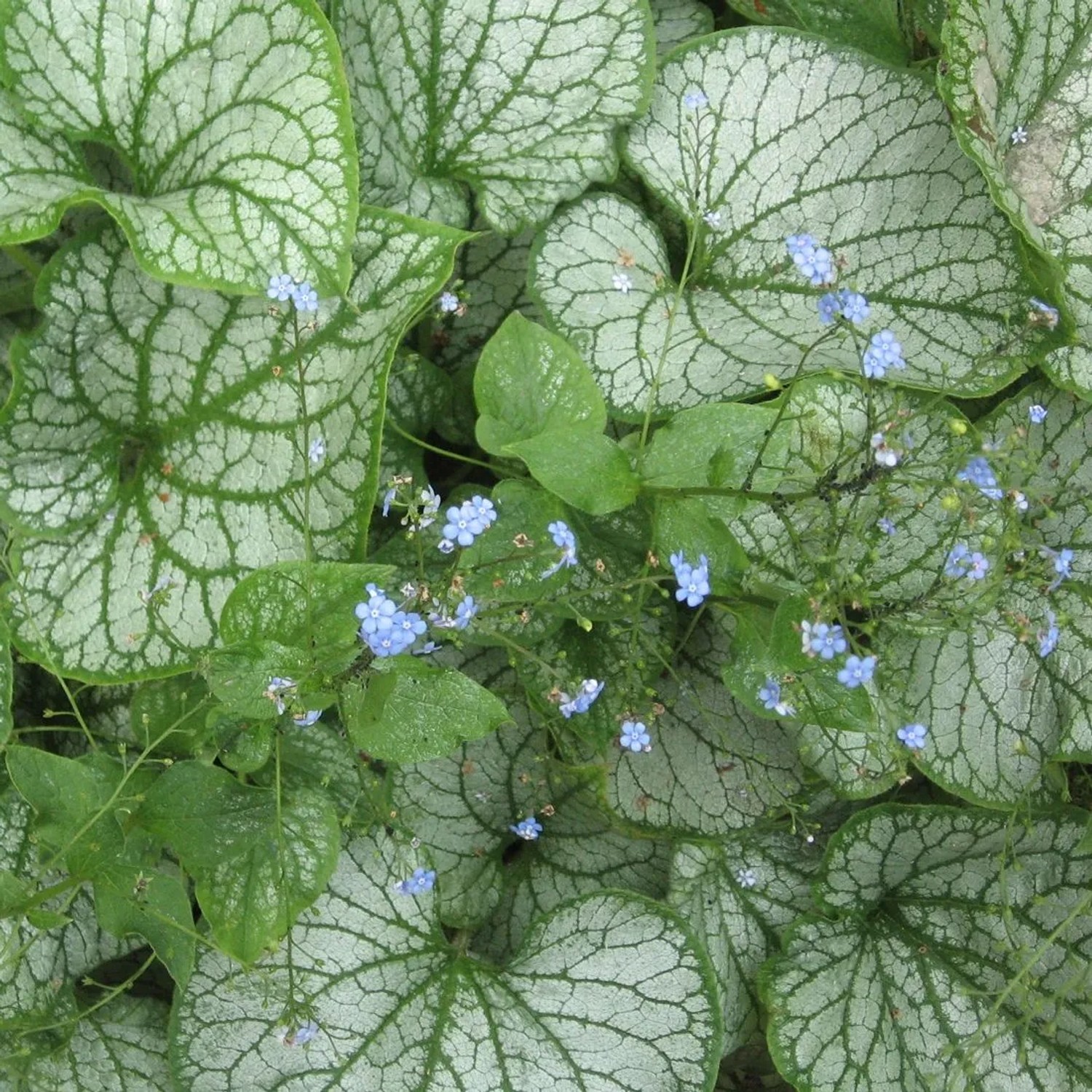 6x Kaukasusvergissmeinnicht 'Jack Frost' Brunnera macrophylla Topf 9 cm Silberne Blätter mit Grünen Adern