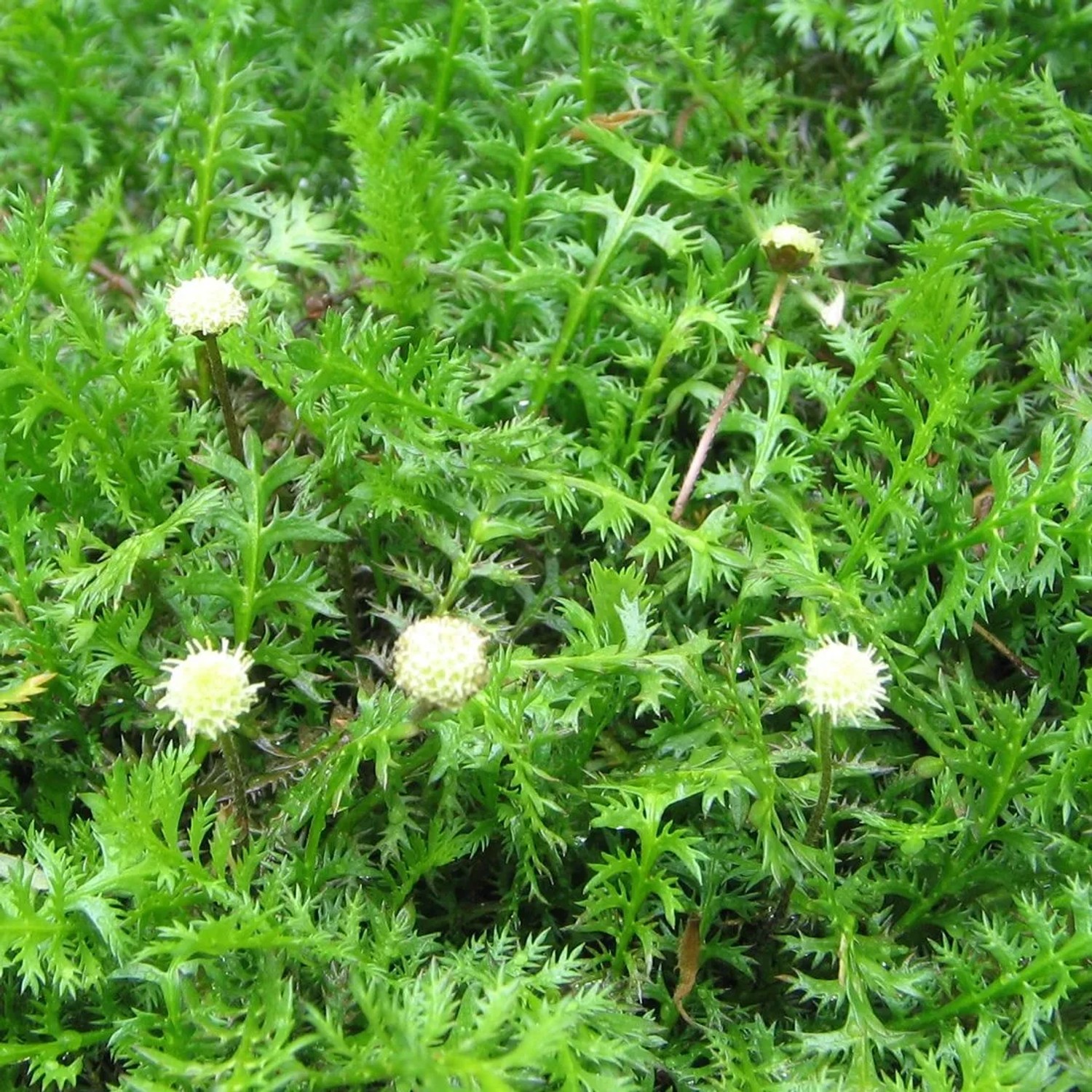 6 x Fiederpolster Leptinella squalida Topf 9cm Immergrün
