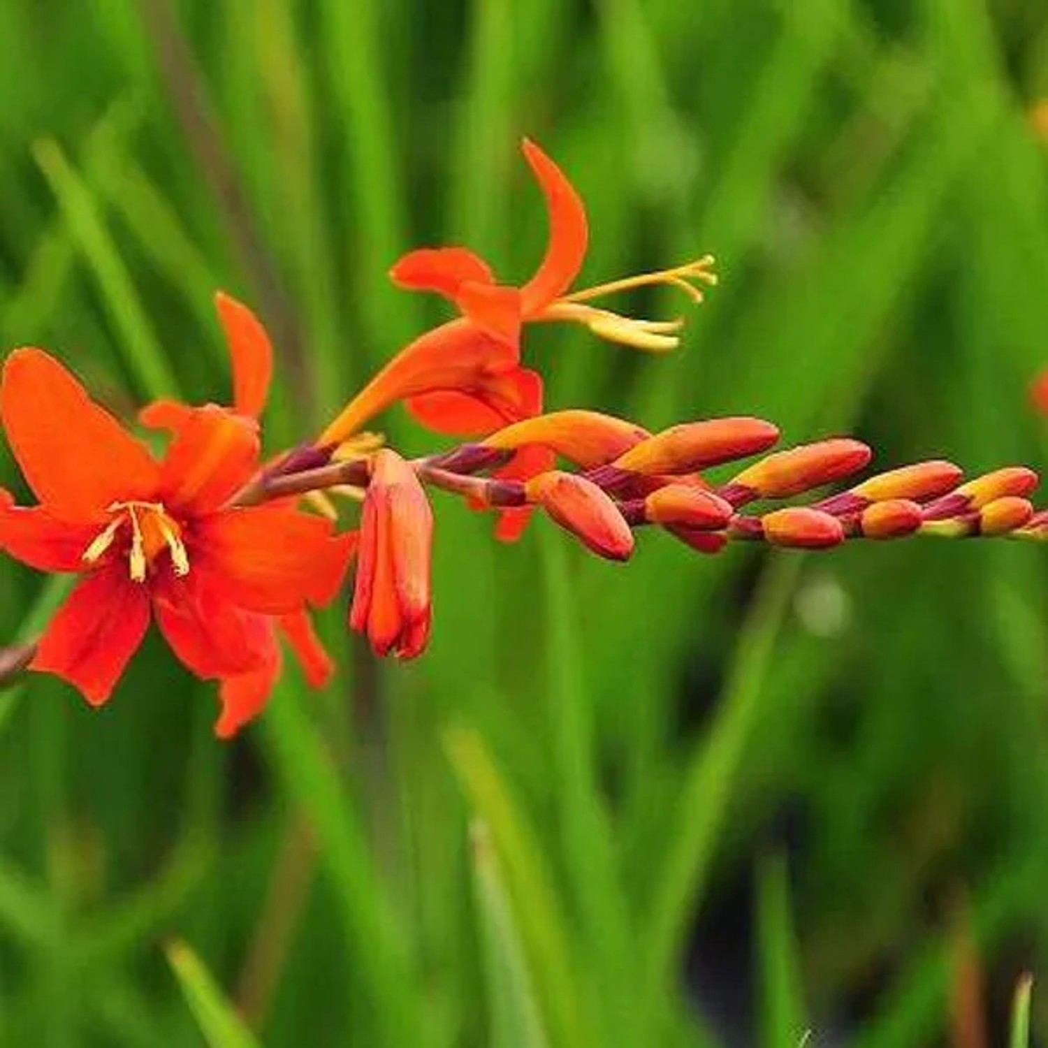 6 x Montbretie Crocosmia masoniorum Topf 9cm Orange Blüten