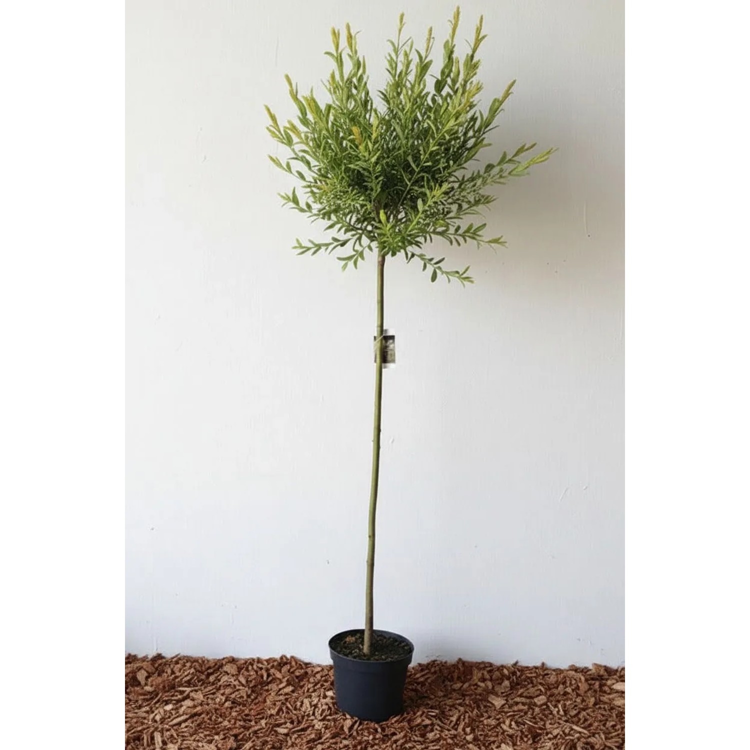Pflanzen-Boering Harlekin Weide 150 cm Stamm Salix Hakuro Nishiki Winterharter Zierstamm Im Topf