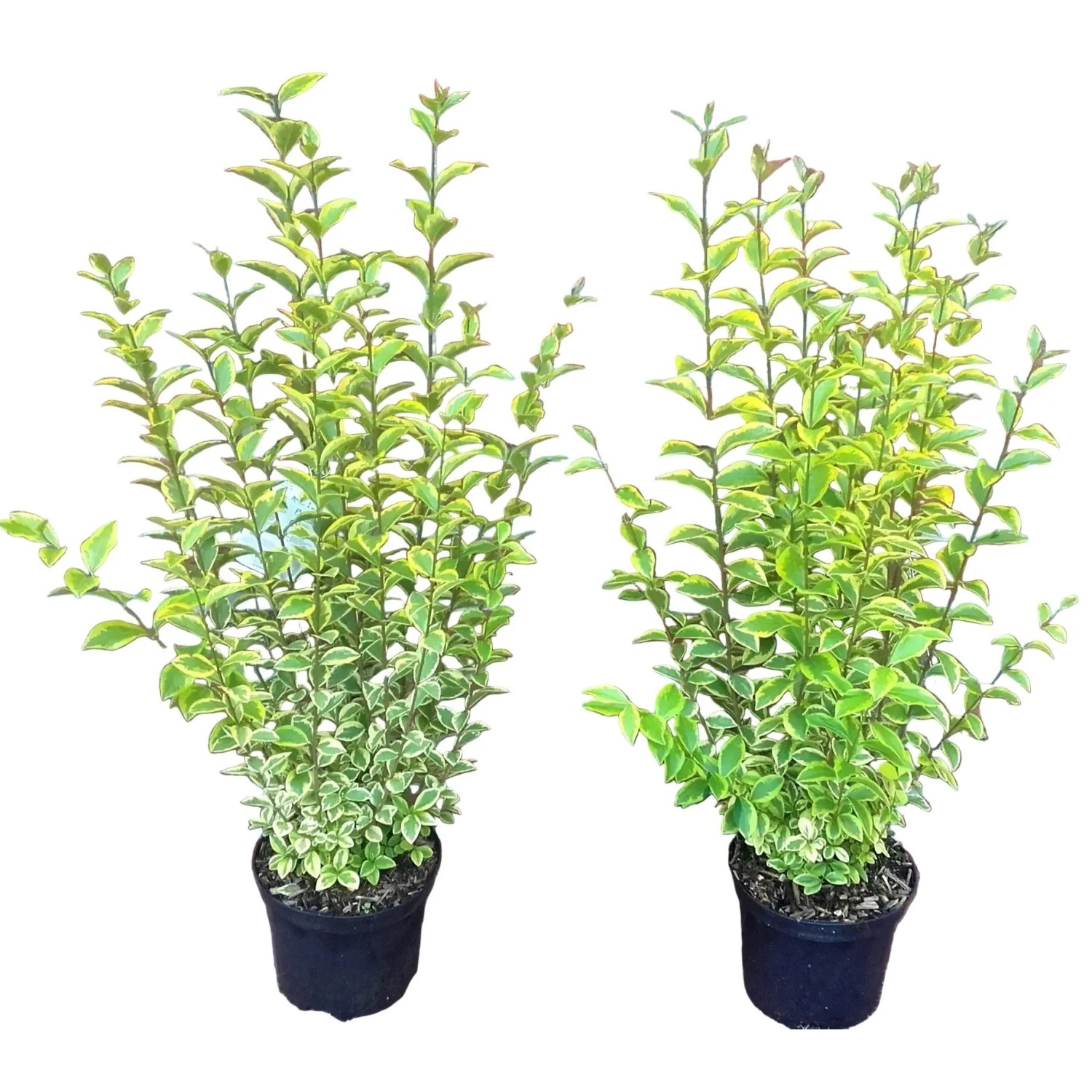 Pflanzen-Boering 20 Ligustrum Ovalifolium Aureum Goldliguster Heckenpflanzen 40-50 cm