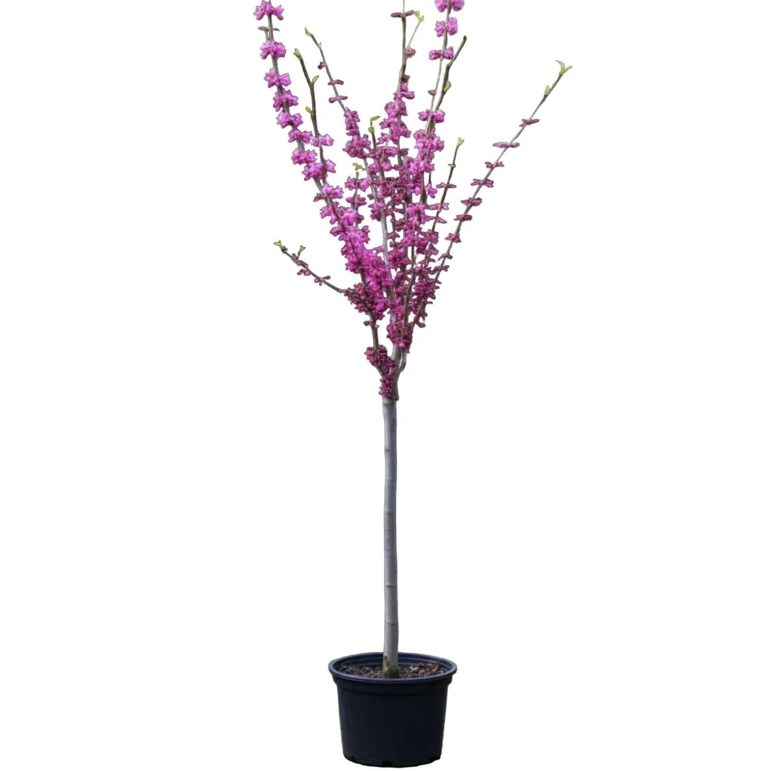 Pflanzen-Boering Cercis Chinensis Avondale Chinesischer Judasbaum 150-160 cm Stammhöhe 100 cm Pinke Blüten