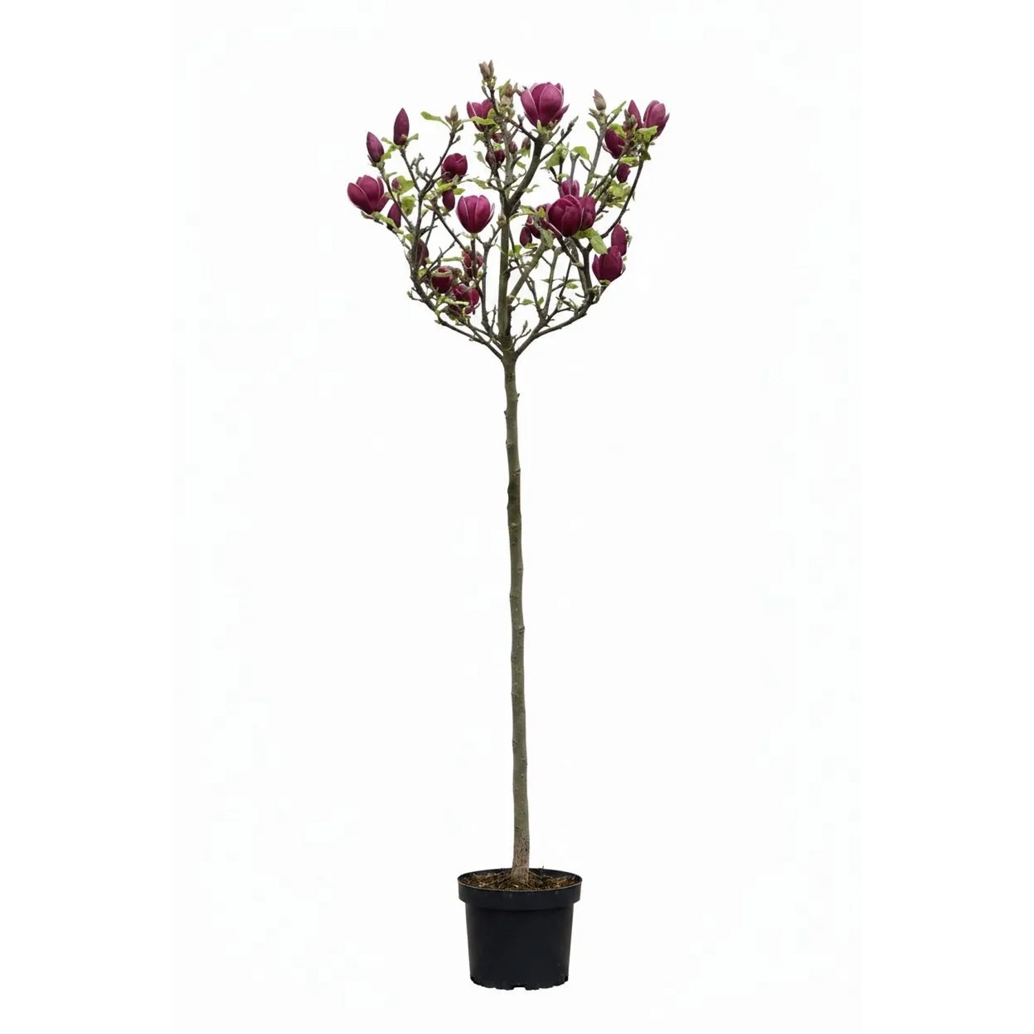 Pflanzen-Boering Magnolia Soulangiana Genie Rote Tulpen Magnolie Hochstamm Gesamthöhe 170-180 cm