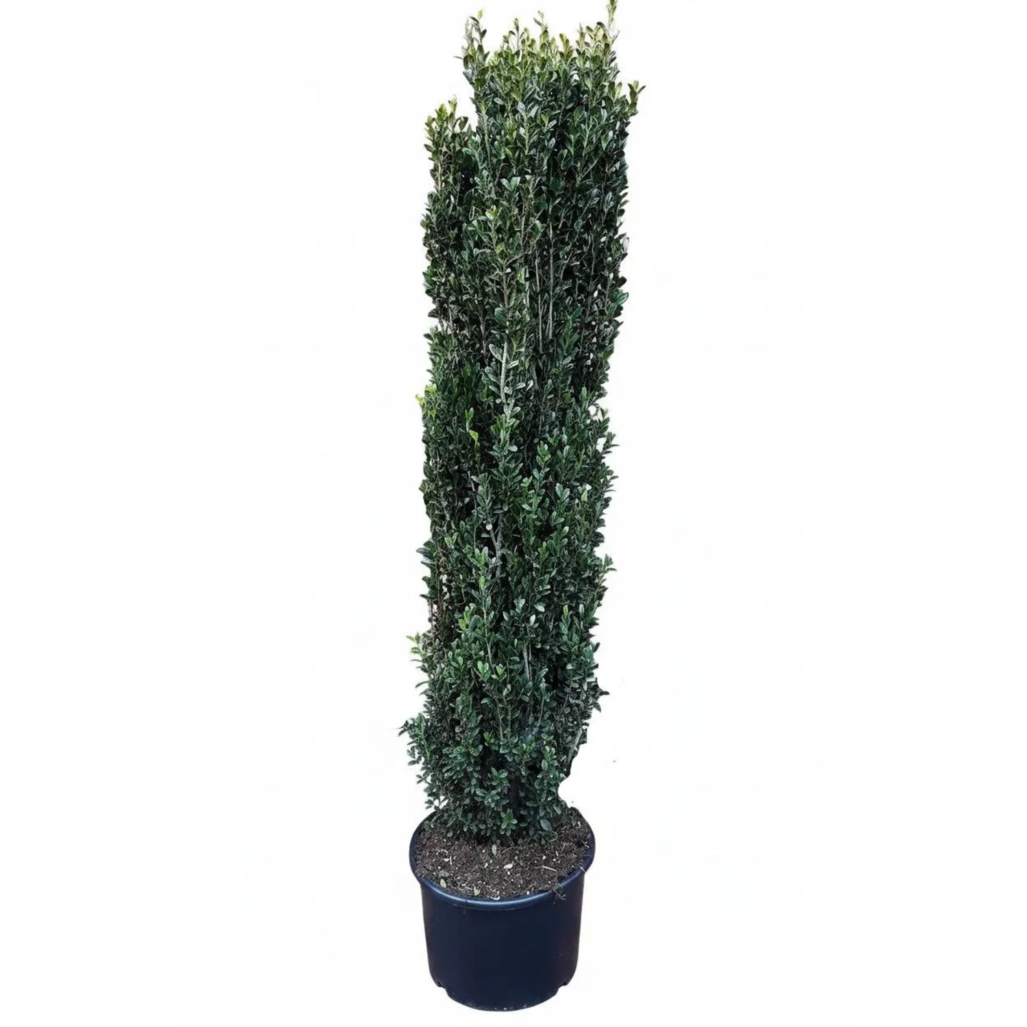 Pflanzen-Boering Säulenilex 160-170 cm Ilex Crenata Fastigiata Immergrün Und Winterhart