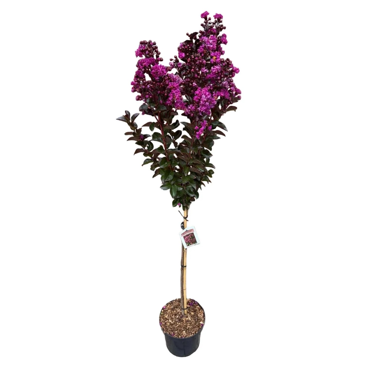Pflanzen-Boering Lagerstroemia Indica Rhapsody In Blue Kreppmyrte Stämmchen 140-150 cm Blau Violette Blüten