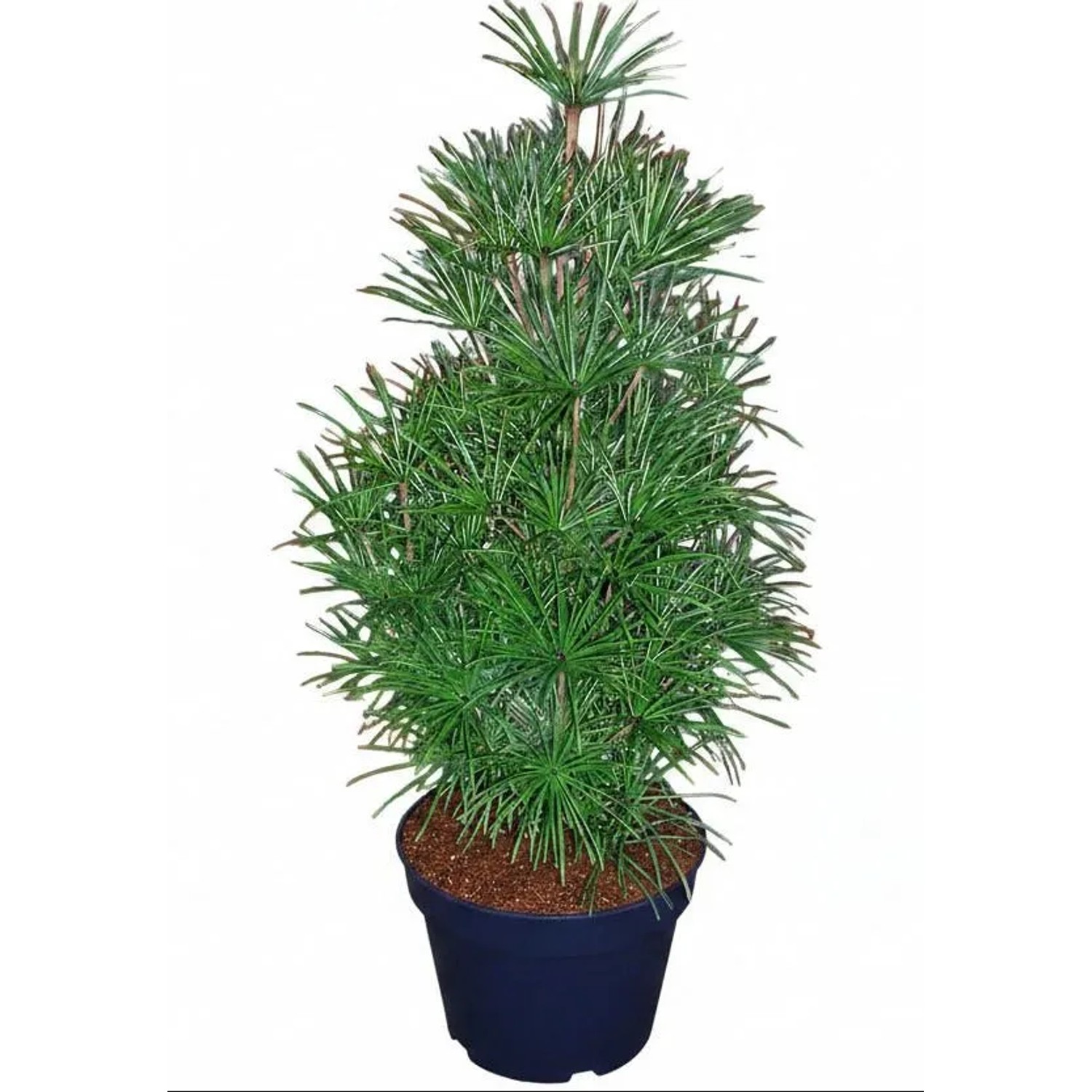Pflanzen-Boering Schirmtanne Sciadopitys Verticillata Höhe 80-90 cm