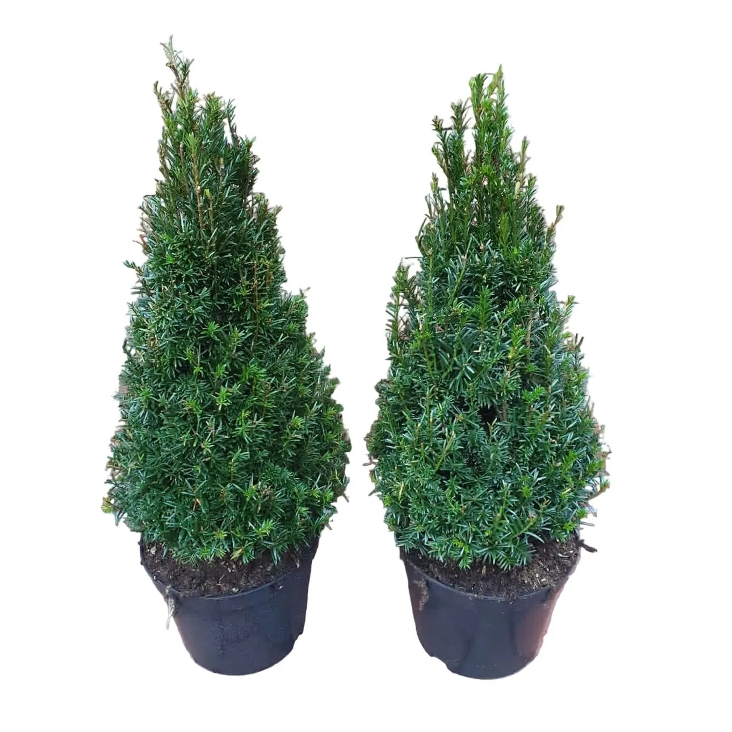Pflanzen-Boering 2 Taxus Baccata Kegel 80-90 cm Immergrüne Winterharte Eibe Formgehölz