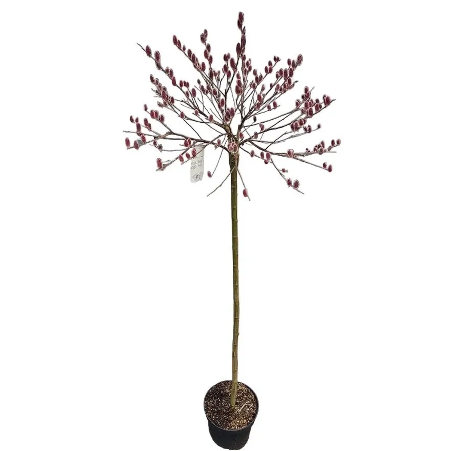 Pflanzen-Boering Salix Gracilistyla Mount Aso Rosa Salweide Stämmchen Höhe 170-180 cm Winterharte Zierweide
