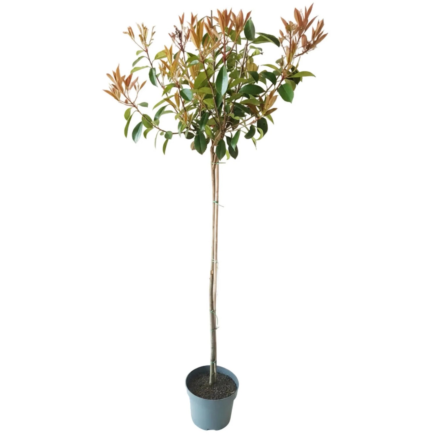 Pflanzen-Boering Glanzmispel Halbstamm 170-180 cm Roter Austrieb Photinia Fraseri Red Robin