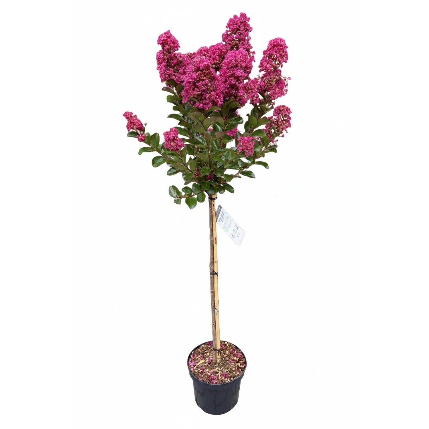 Pflanzen-Boering Lagerstroemia Indica Berry Dazzle Stämmchen 140-150 cm Kreppmyrte Leuchtend Pinke Blüte