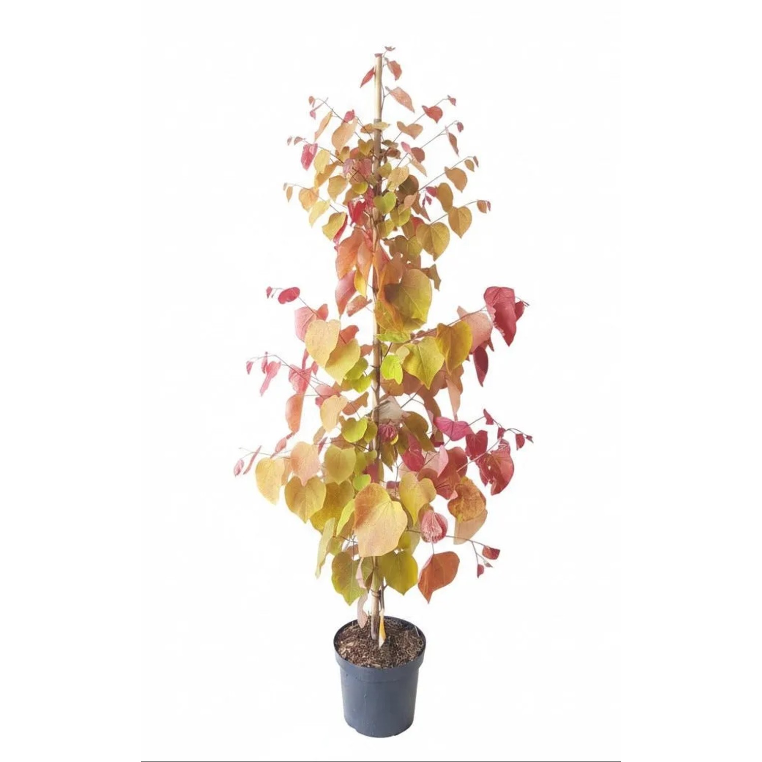 Pflanzen-Boering Cercis Canadensis Eternal Flame 160-170 cm Farbenprächtiger Kanadischer Judasbaum