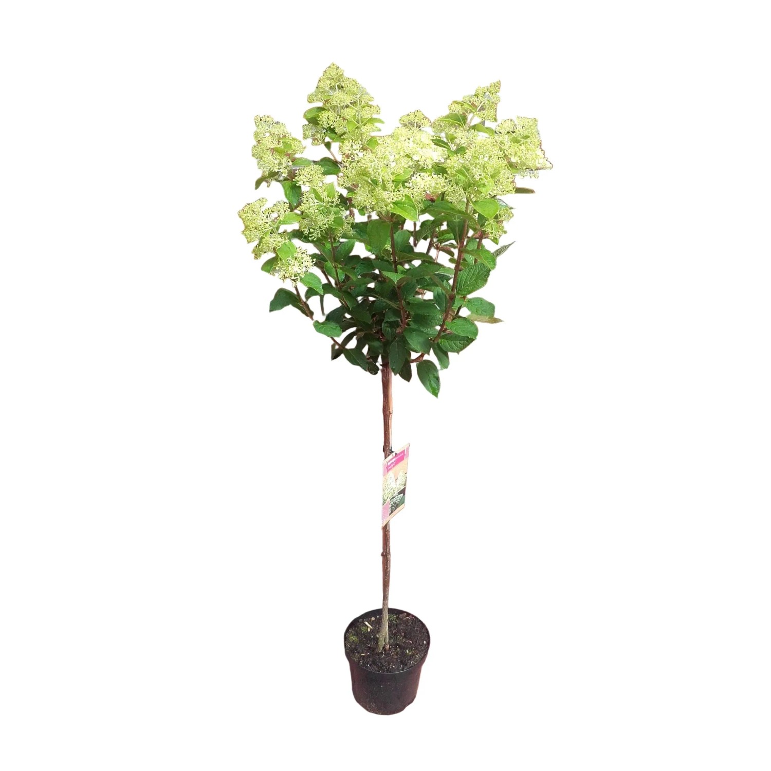 Pflanzen-Boering Hydrangea Paniculata Limelight 130-140 cm Rispenhortensie Stämmchen