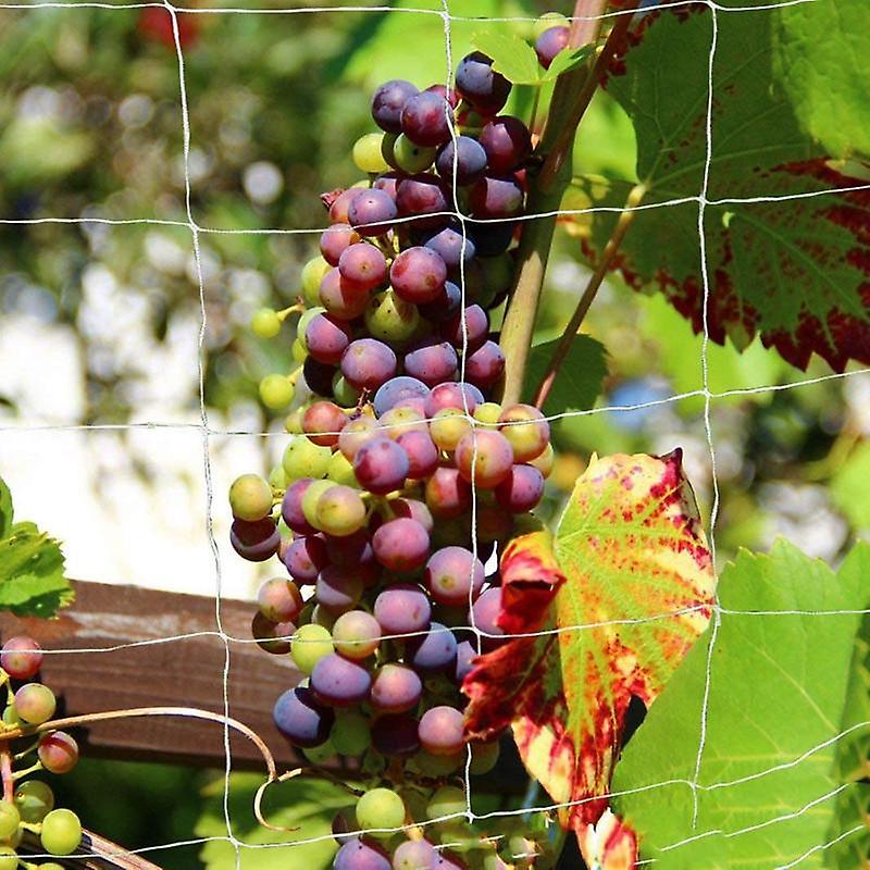 Ranknetz Für Kletterpflanzen, Ideal Für Weinreben, Gurken Und Prunkwinden – 1,6 X 5 M