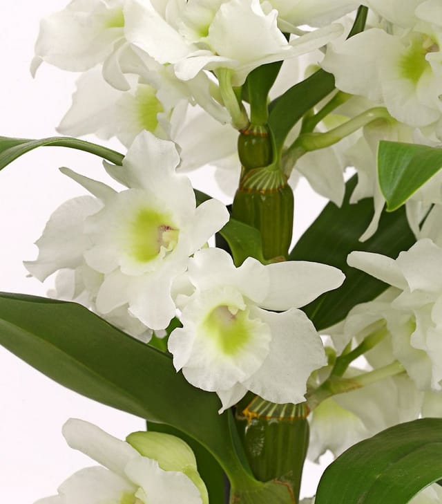 Dehner Zimmerpflanze Traubenorchidee, Dendrobium nobile, ca. 40-50 cm, versch. Farben, viele Blüten mit besonderem Aussehen