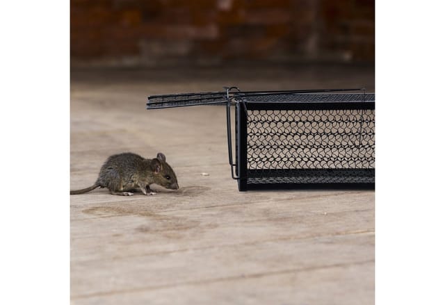relaxdays Lebendfalle Mäuse und Ratten 2er Set