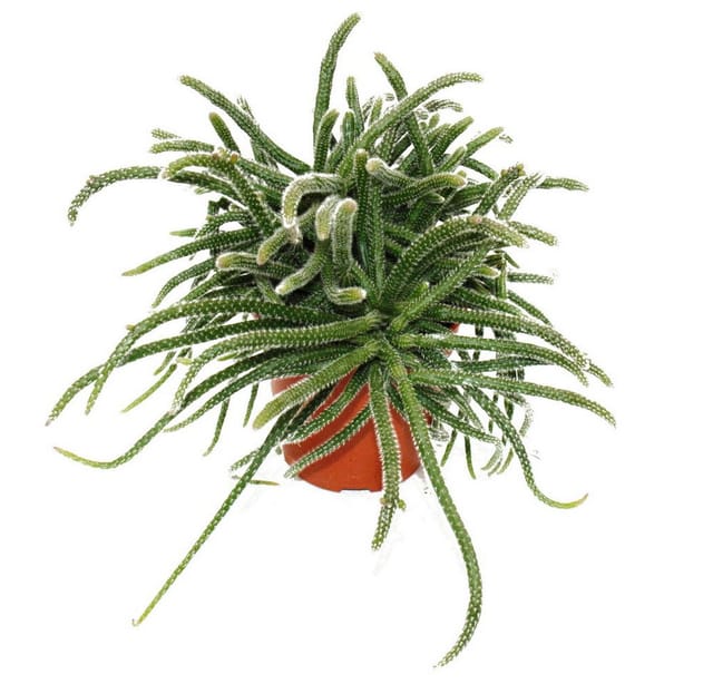 Exotenherz Kaktus Rhipsalis - Korallenkaktus - im 12cm Topf - sukkulente Zimmerpflanze