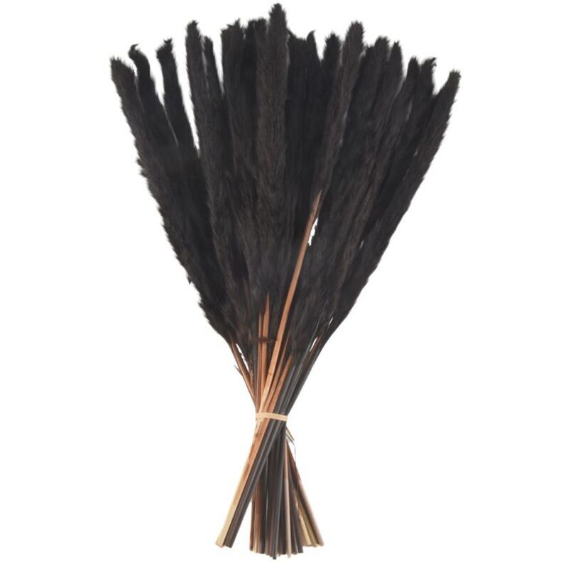 30 Natürliche Getrocknete Schwarze Pampasgras-halme, 43 Cm, Innendekoration