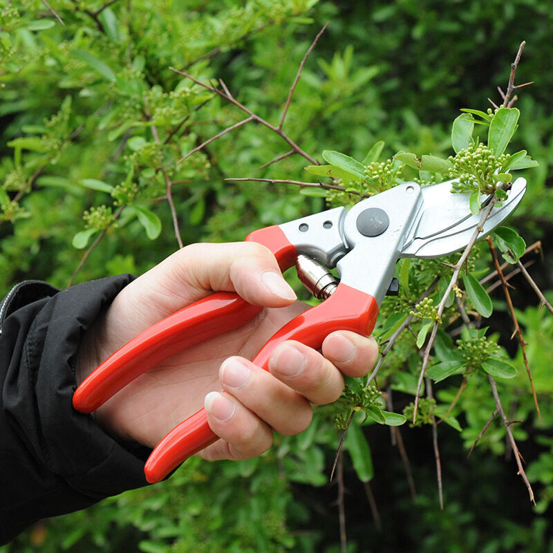 Linkshänder-gartenschere Mit Gerader Klinge 25 Mm X 210 Mm X 65 Mm
