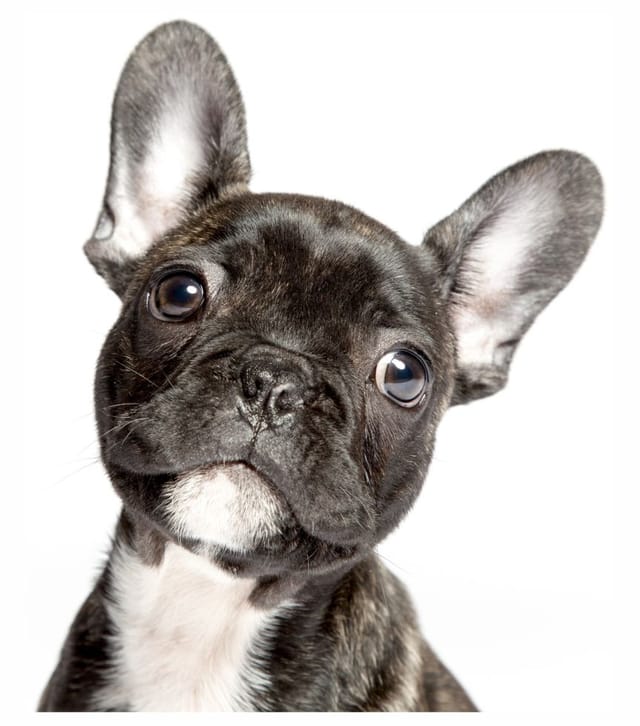 Hermann Schütz Aufkleber Hermann Schütz Aufkleber Hund Französische