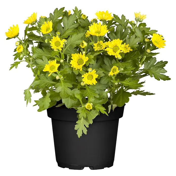 Piardino Herbst-Chrysantheme (Dendranthema Hybride 'Garden Mums', Topfgröße: 13 cm, Verschiedene Farben)