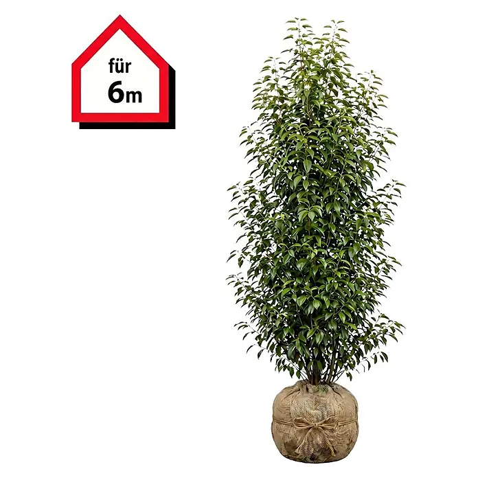Piardino Portugiesische Lorbeerkirsche Angustifolia (150 cm - 175 cm, Prunus lusitanica 'Angustifolia', 12 Stk.)