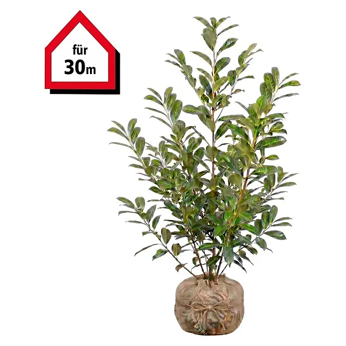 Piardino Kirschlorbeer (125 cm - 150 cm, Prunus laurocerasus 'Novita', 60 Stk.)