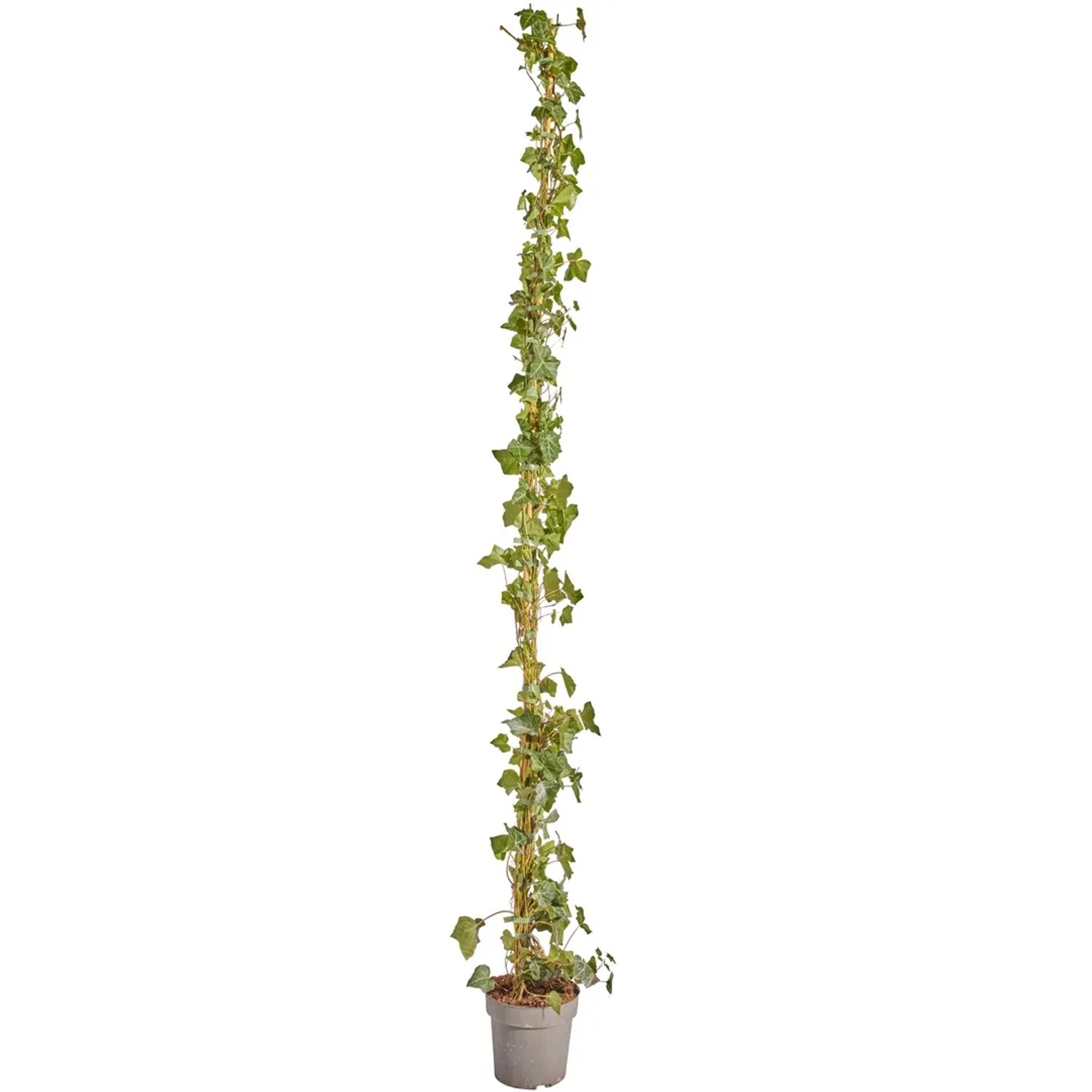 Großblättriger Irischer Efeu Set à 50 Stück Höhe 175 - 200 cm Topf ca. 1,5,
