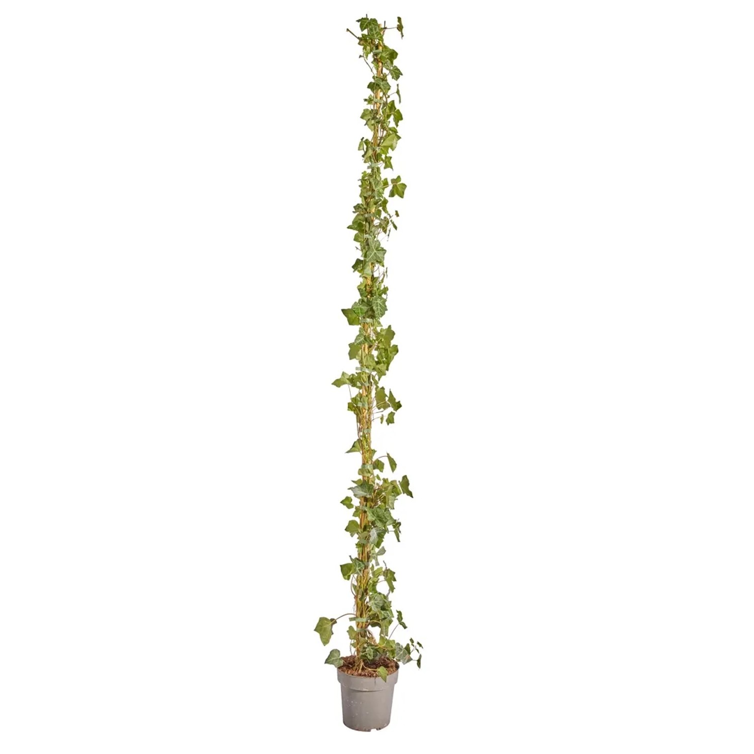 Großblättriger Irischer Efeu Set à 100 Stück Höhe 175 - 200 cm Topf ca. 1,5,