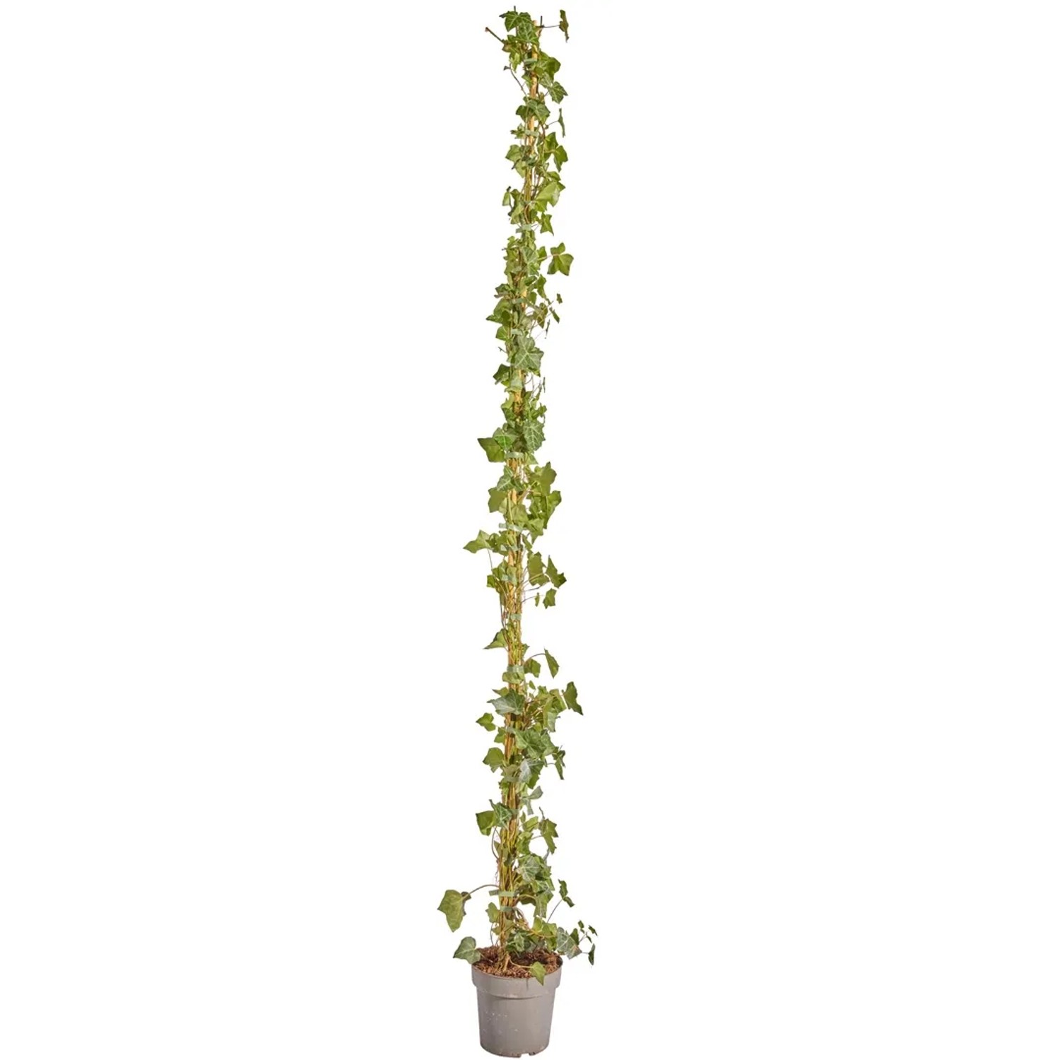Großblättriger Irischer Efeu Set à 75 Stück Höhe 175 - 200 cm Topf ca. 1,5,