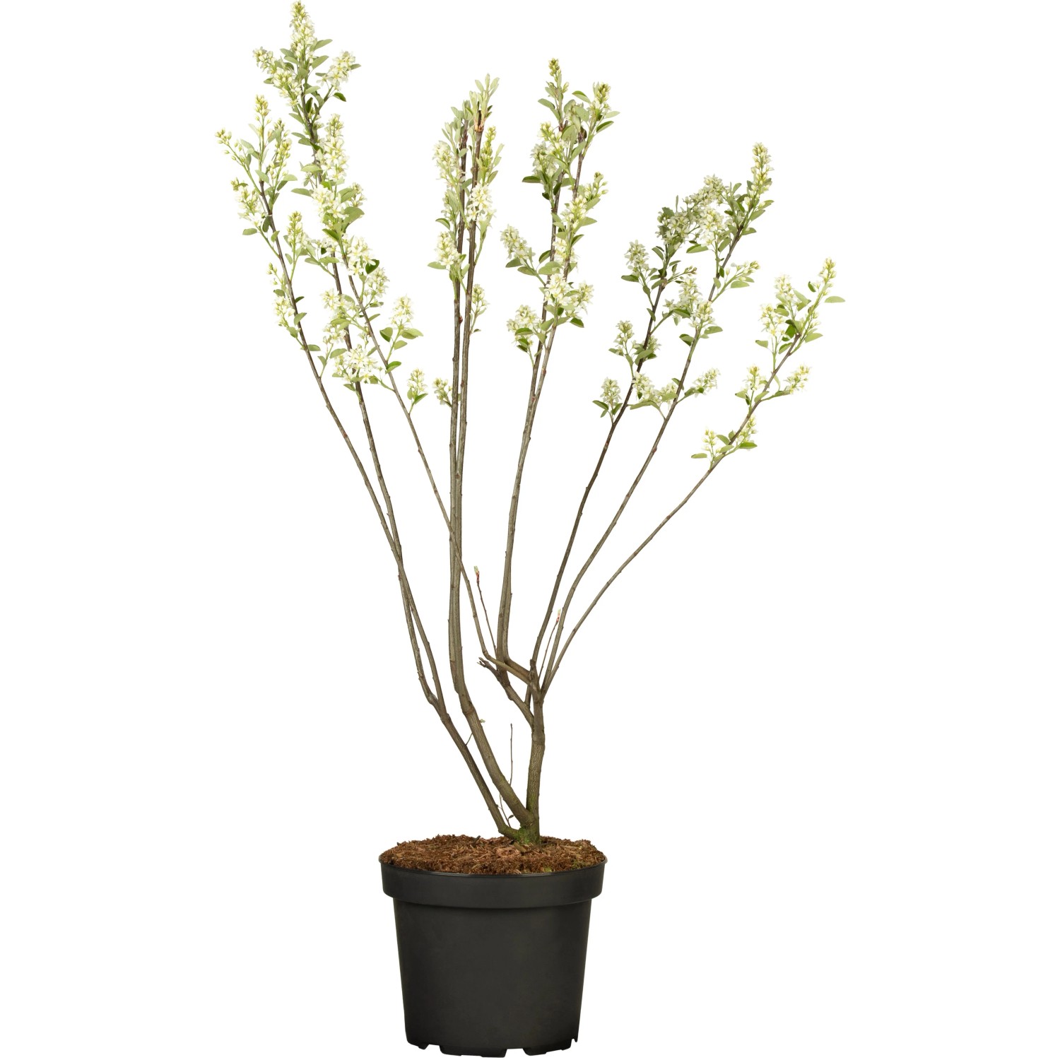 GROW by OBI Felsenbirne ca. 50 - 60cm Topf ca. 5, Amelanchier,amarkii