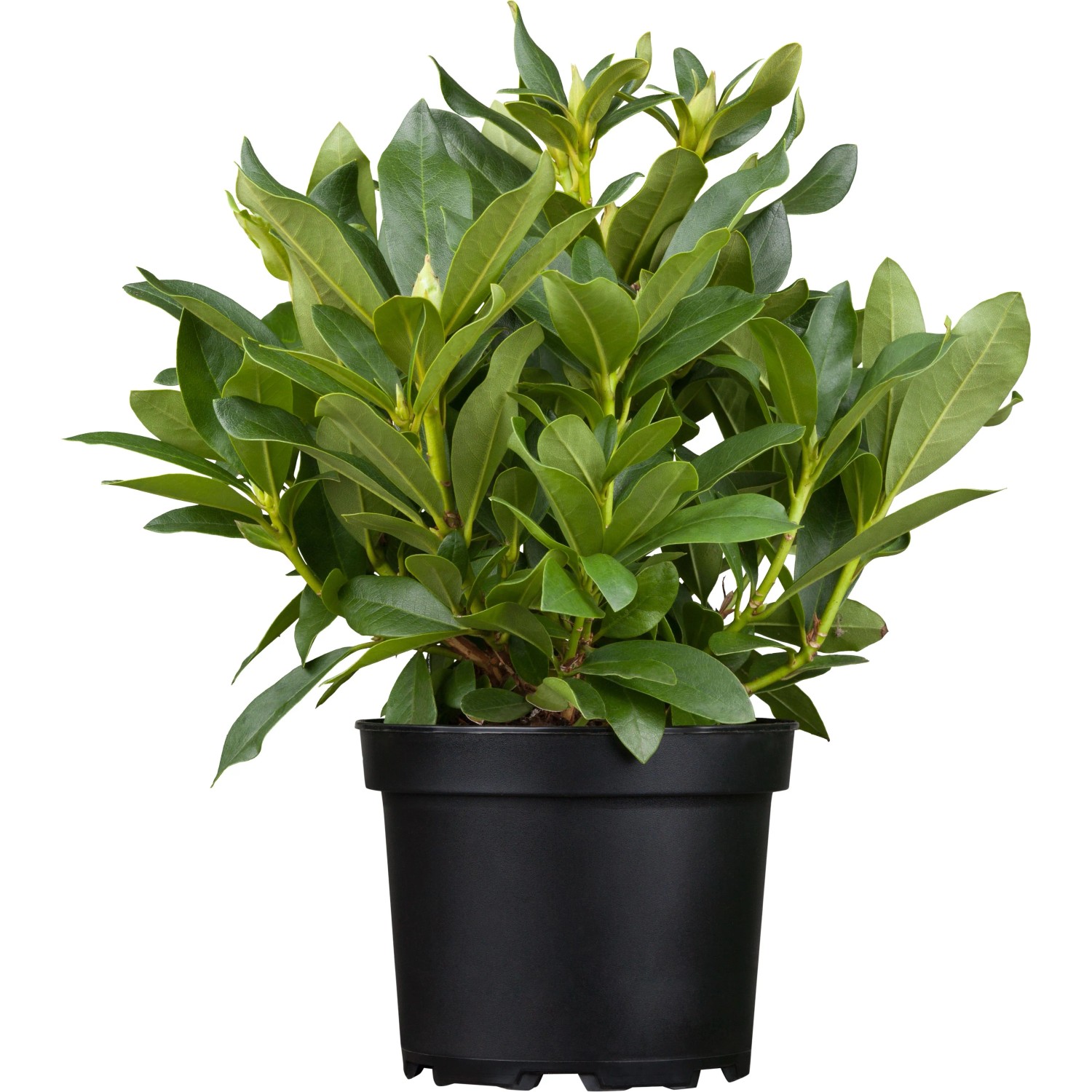 GROW by OBI Rhododendron 'Brigitte' ca. 30-50cm Topf ca. 5l Rhododendron Hybride