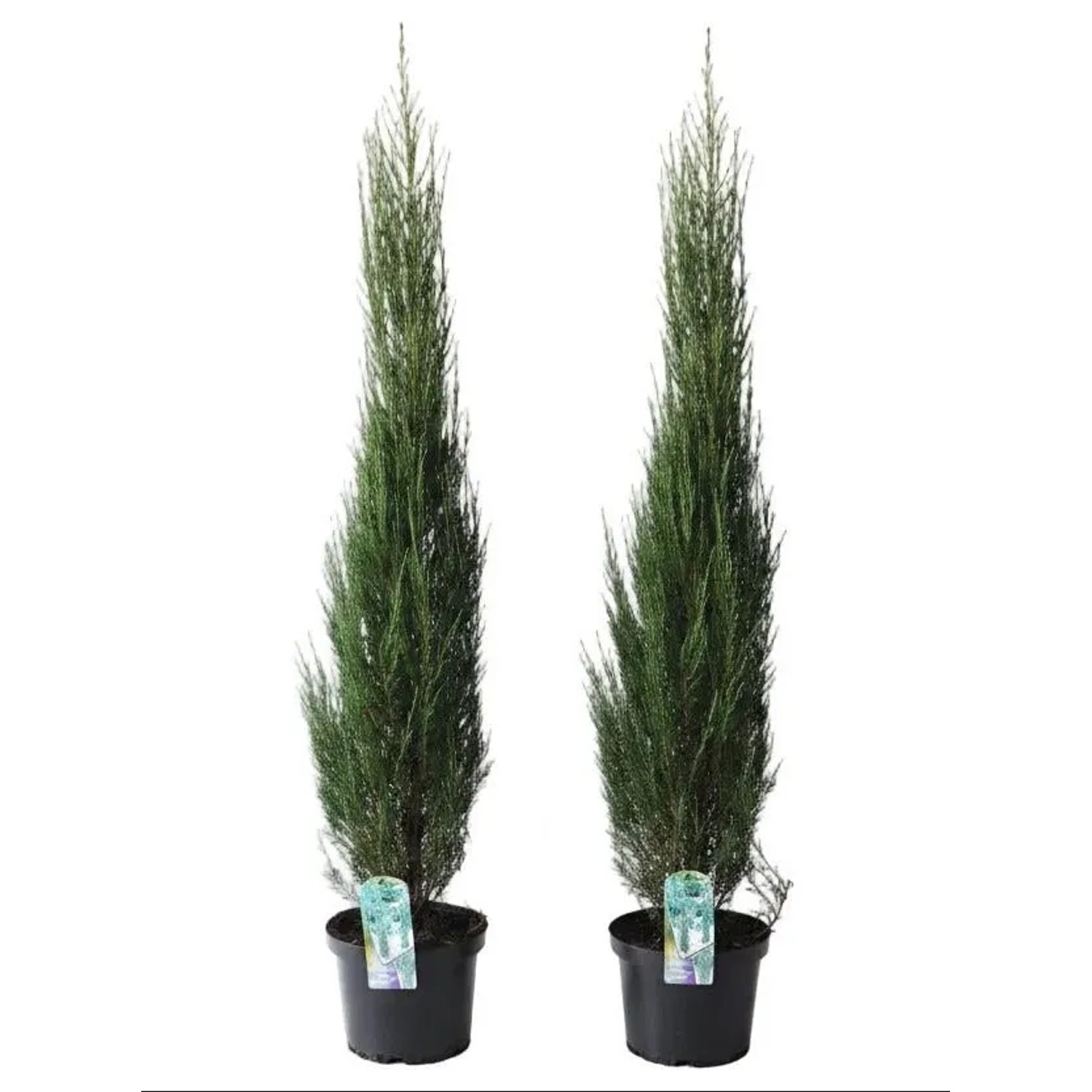 Pflanzen-Boering 2 Blaue Raketenwacholder 140-150 cm Juniperus Blue Arrow Schlanke Winterharte Säulenpflanzen