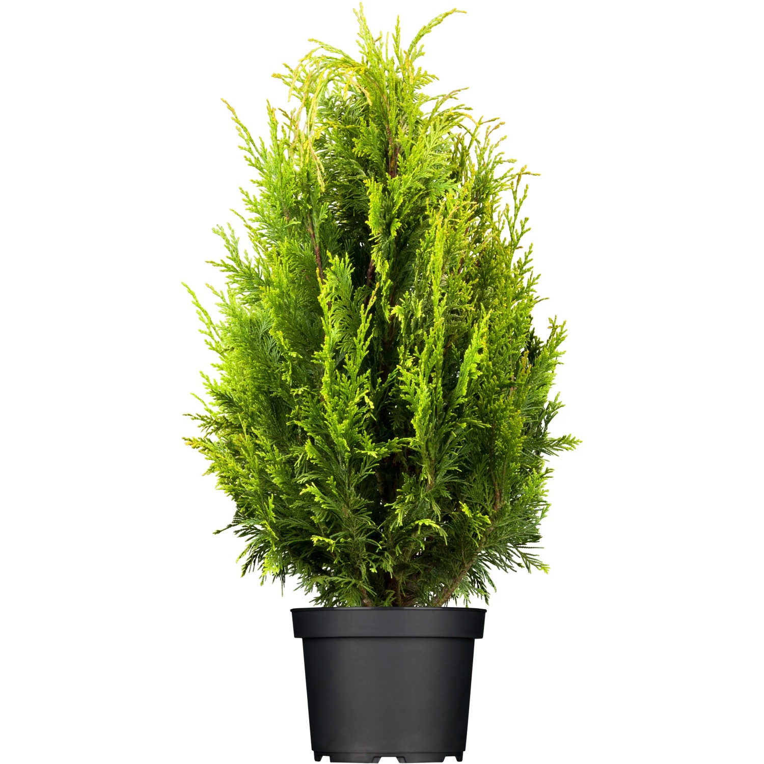 GROW by OBI Lebensbaum Smaragd Höhe ca. 20 - 30 cm Topf ca. 2, Thuja