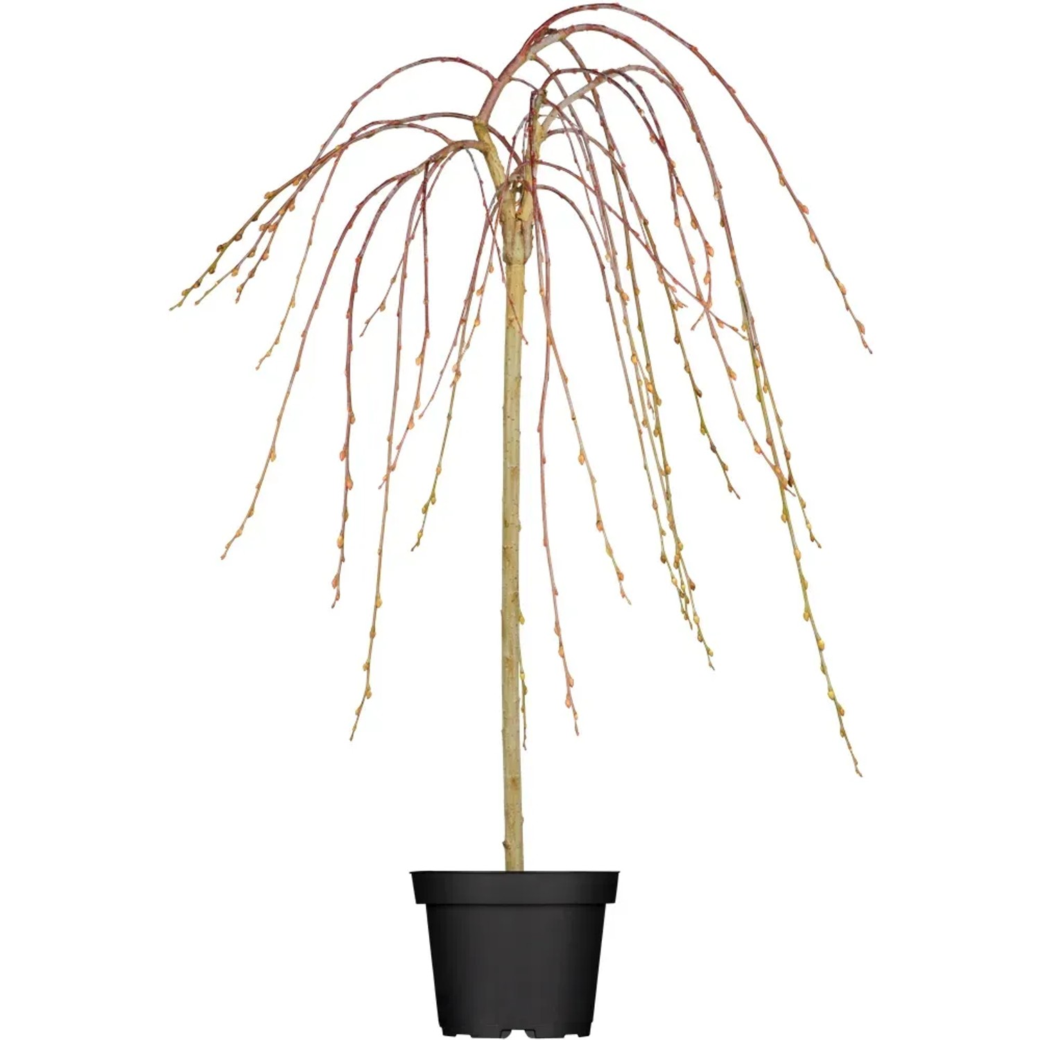 OBI Hängende Kätzchenweide Pendula Gelb Höhe ca. 80-100 cm Topf ca.5,5, Salix