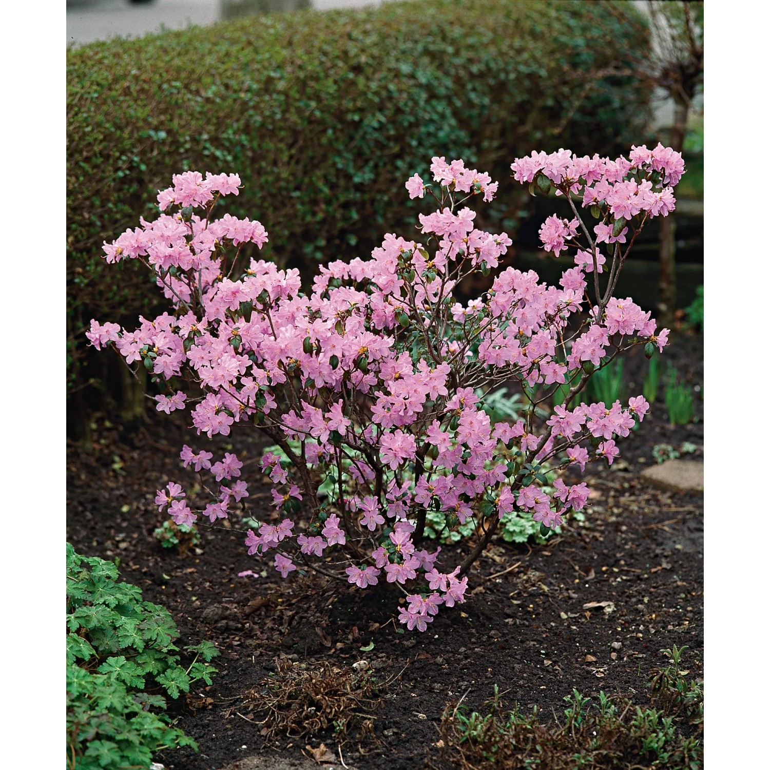 Vorfrühlings-Rhododendron Praecox Lila Höhe ca. 30 - 40 cm Topf ca. 4,