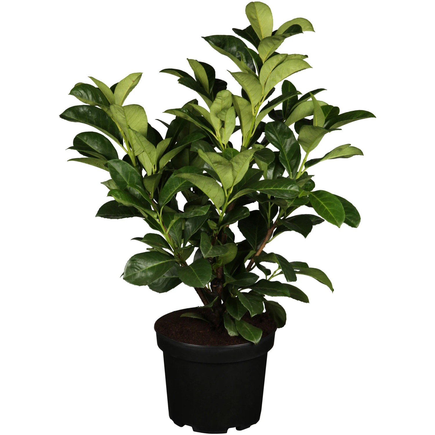 Kirschlorbeer Etna Höhe ca. 40 - 60 cm Topf ca. 5, Prunus