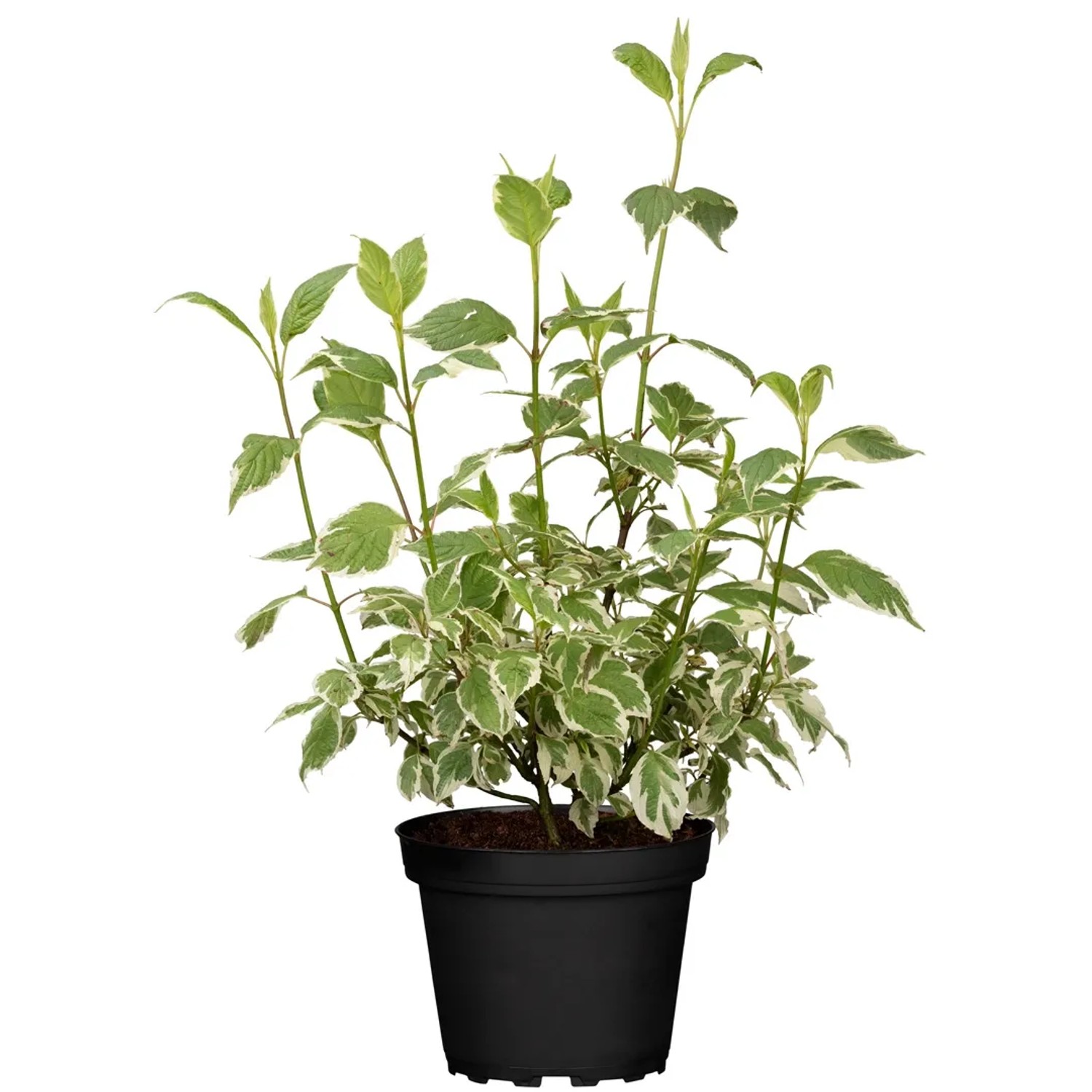GROW by OBI Hartriegel Elegantissima Weiß Höhe ca. 60 - 80 cm Topf ca. 5,