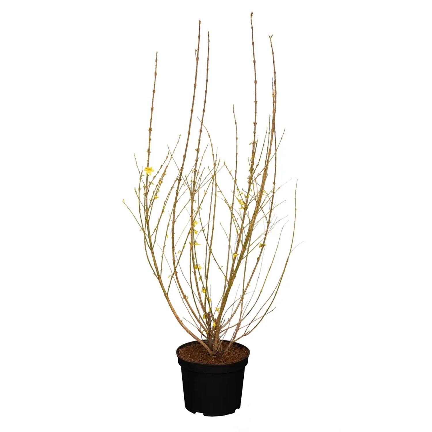 GROW by OBI Forsythie Weekend Gelb Höhe ca. 60 - 80 cm Topf ca. 5,